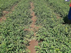 ΕΟΑΣΝΛ: Ζημιές σε 2.000 στρέμματα καλλιεργειών από το χαλάζι στα Φάρσαλα 
